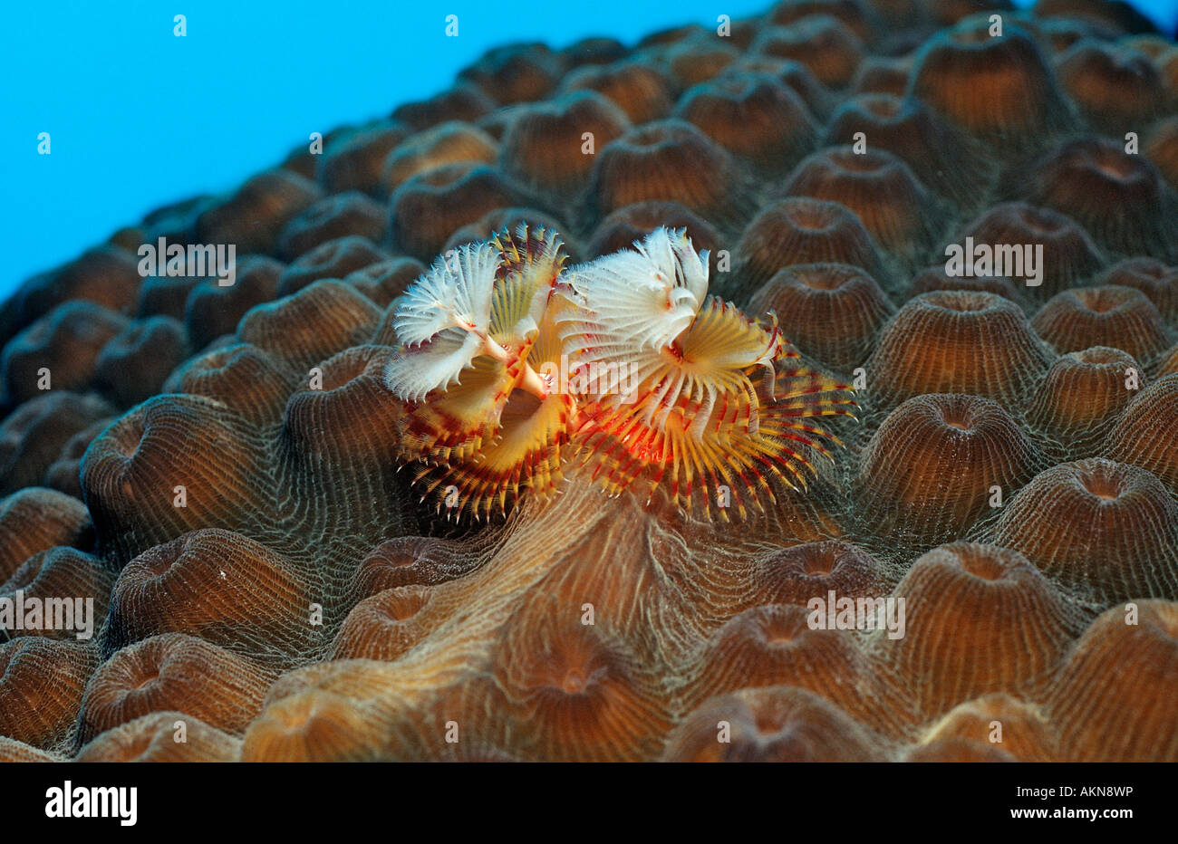 Weihnachtsbaum-Wurm Spirobranchus Giganteus Niederländische Antillen-Bonaire-Karibik Stockfoto