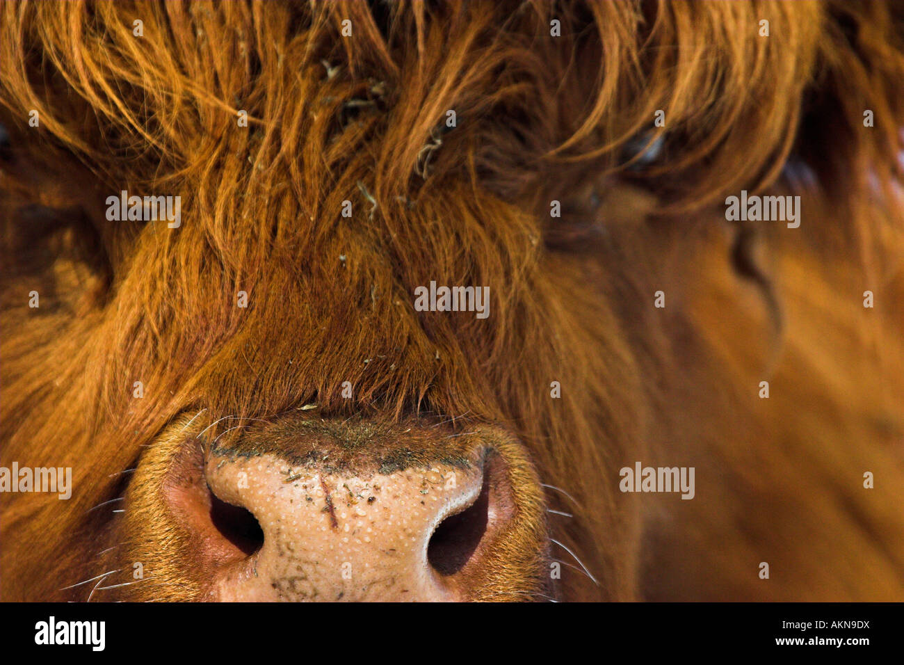 Nahaufnahme von Schottischen Hochlandrindern Gesicht Stockfoto