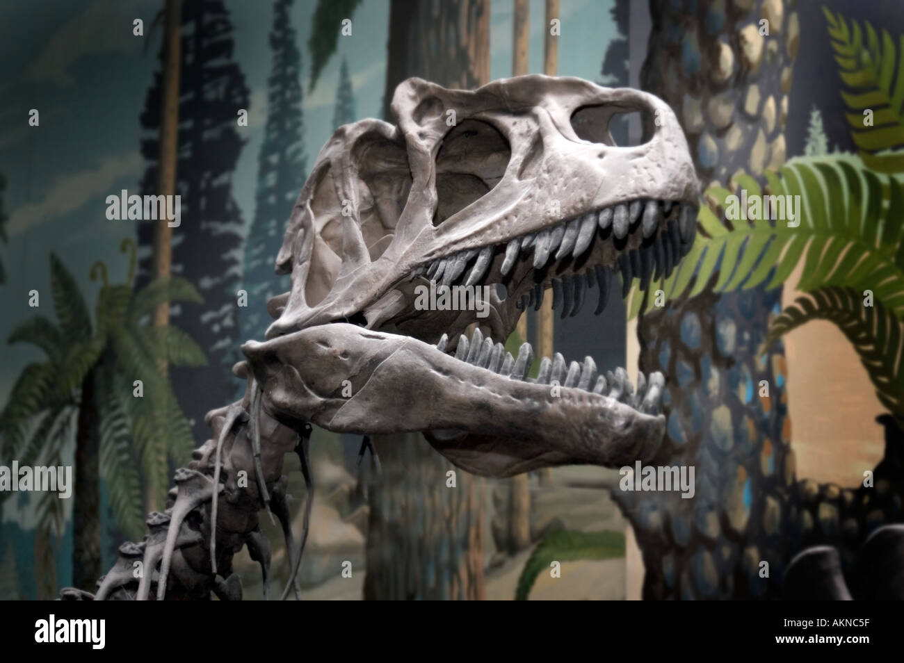 Dinosaurier Skelett Kopf Stockfoto