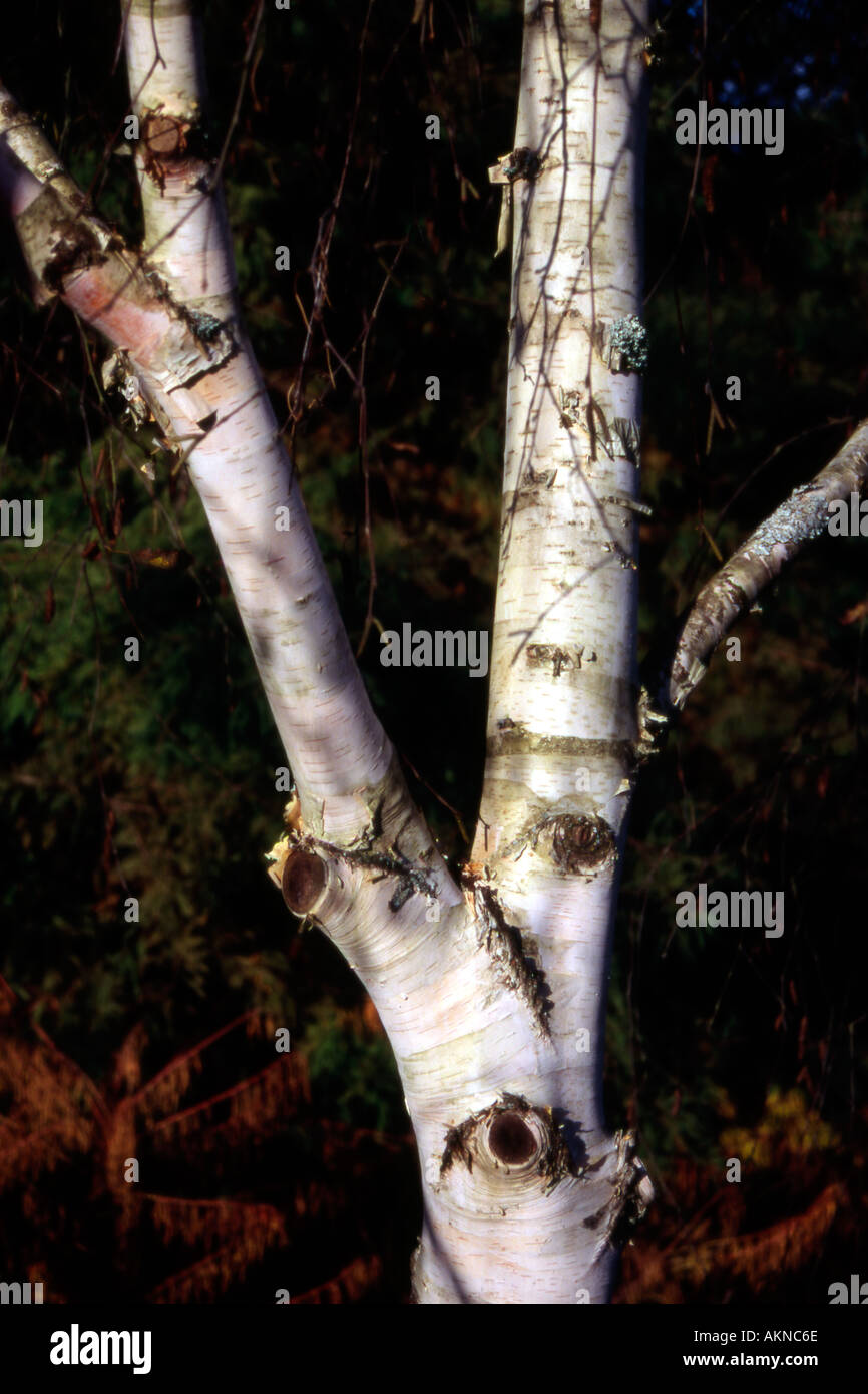 Silbrig weiße Birkenrinde in späten Herbstsonne Stockfoto