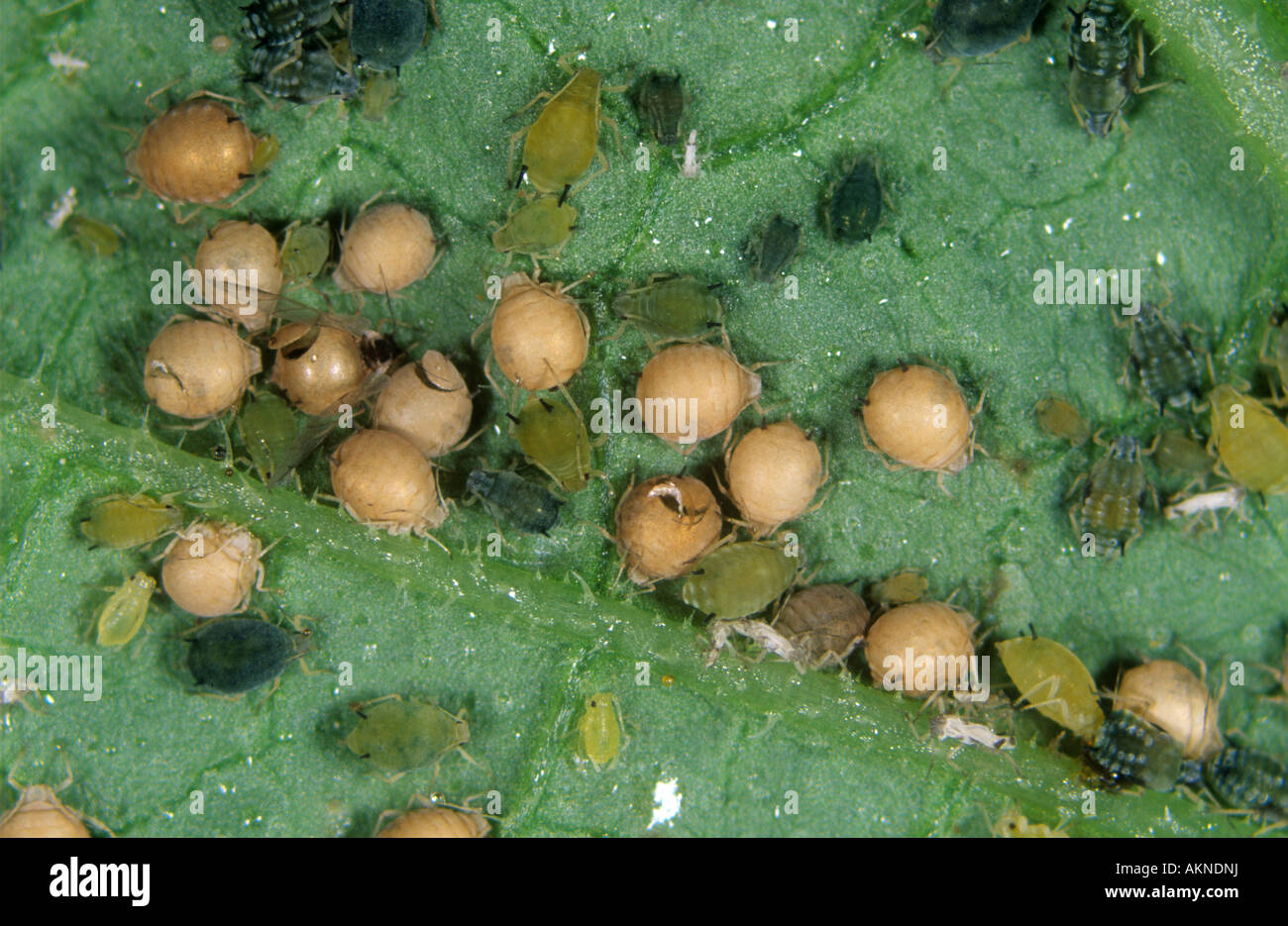 Baumwoll-Blattlaus Aphis Gossypii Mumien parasitiert von parasitoiden Wespen Aphidius Stockfoto