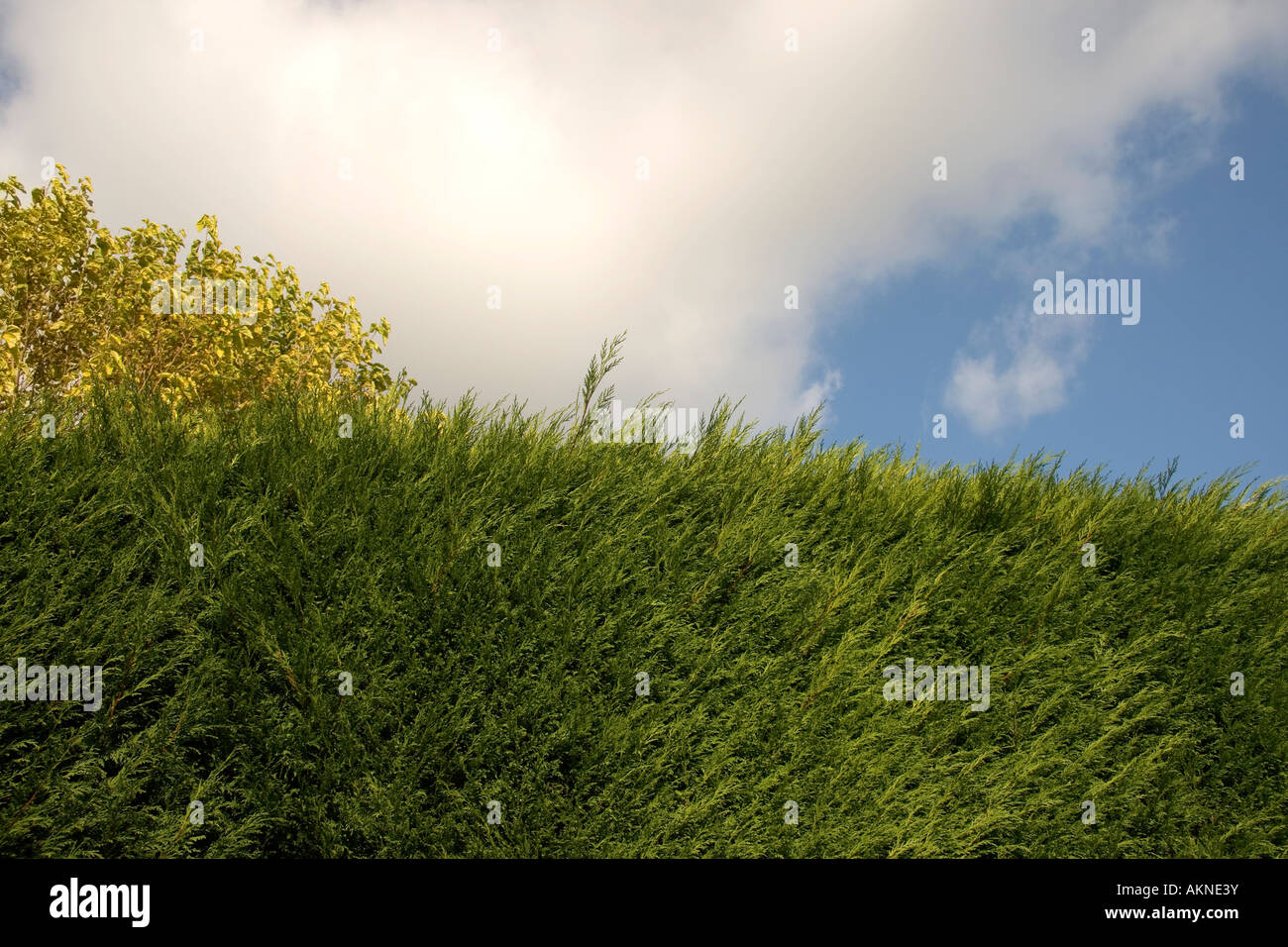 Eine enger geschnittene Hecke in der Herbstsonne vor blauem Himmel Stockfoto
