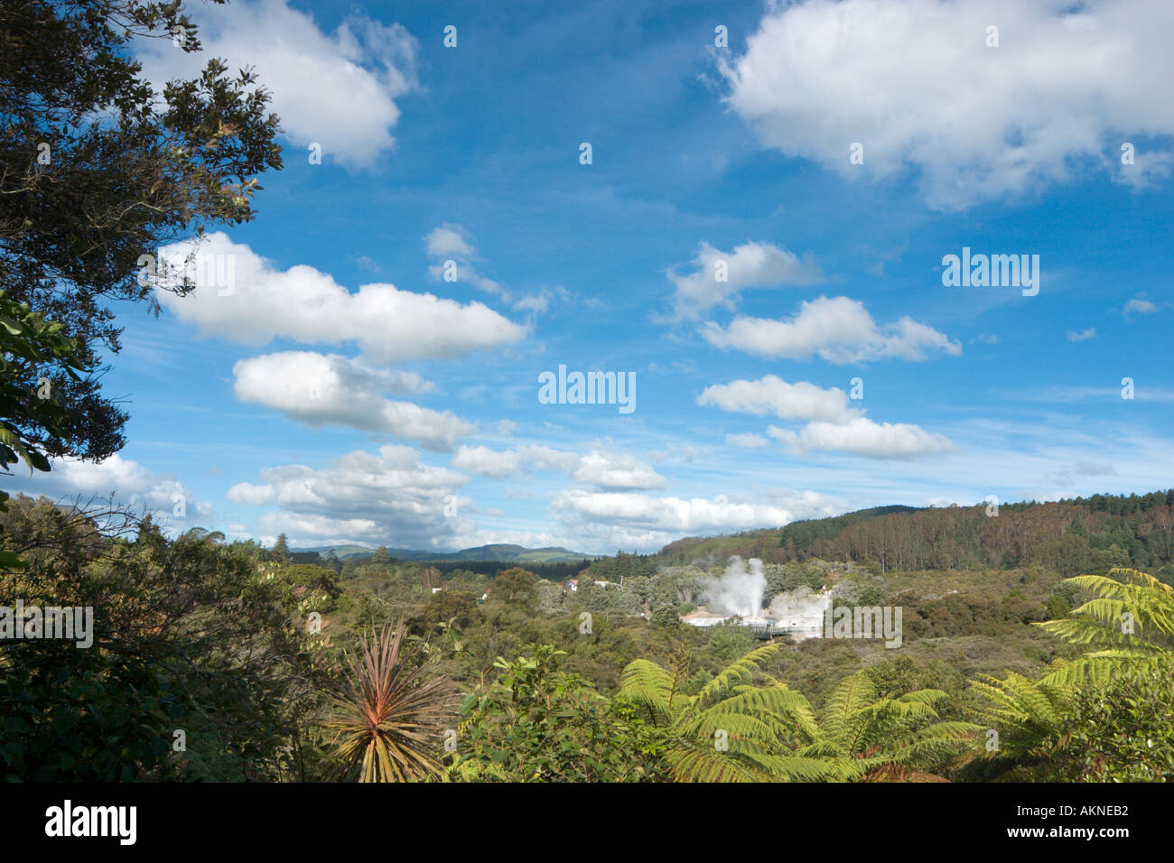 Blick in Richtung Prince Of Wales Feder Geysir, Whakarewarewa, Rotorua, Nordinsel, Neuseeland Stockfoto