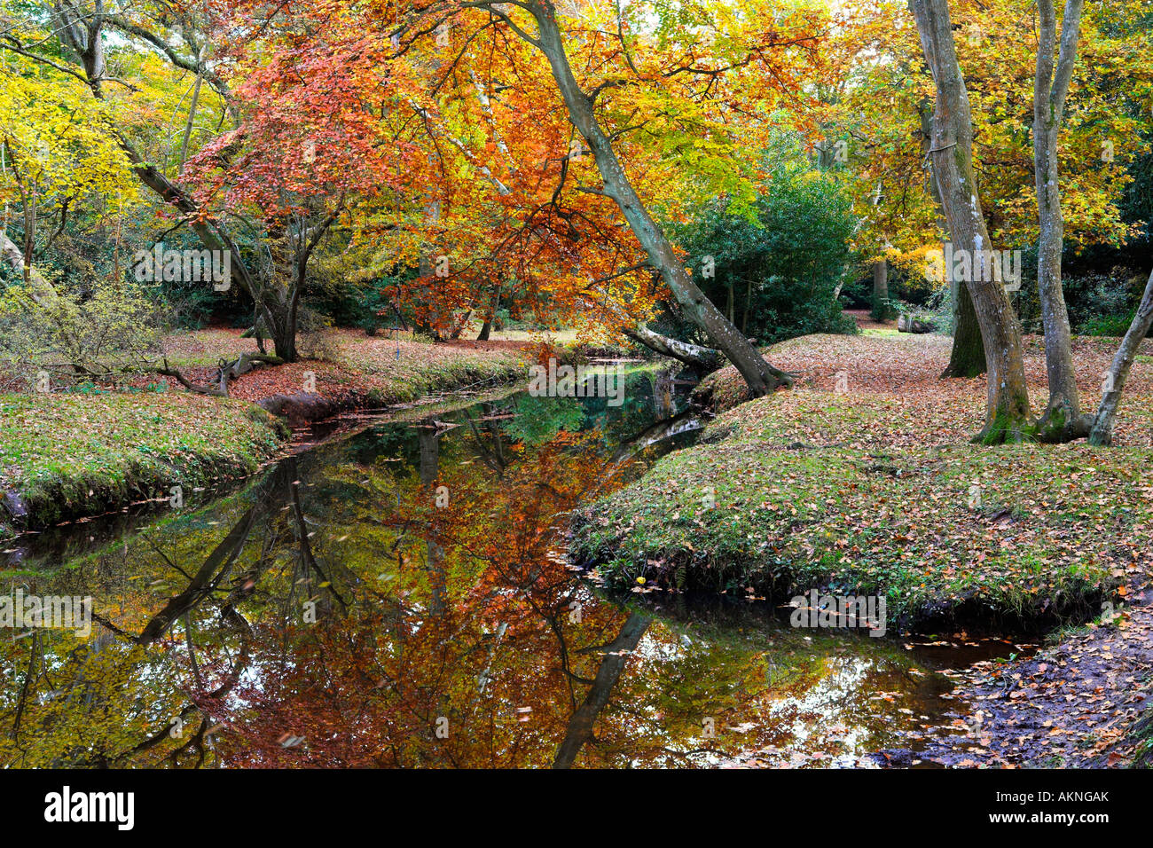 Herbstlaub neben New Bergbach, Hampshire Stockfoto
