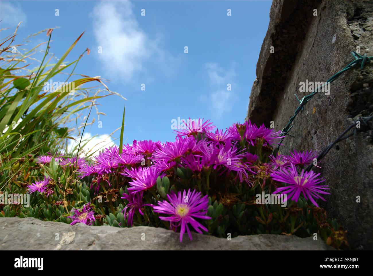 Mesembryanthemum Arten - Hot Pink "Schwein Gesicht" Stockfoto