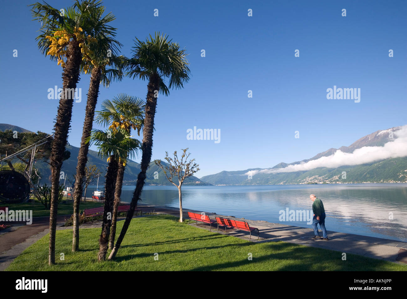 Palmen wachsen am Ufer des Sees Lago Maggiore Ascona Tessin Schweiz Stockfoto