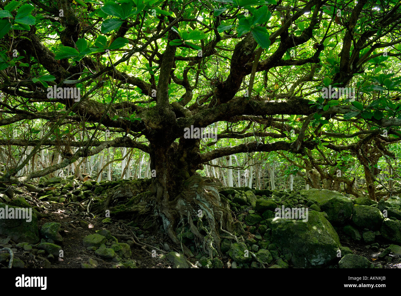 Terminalia Catappa Baum am Rand der Klippe nach Kalaupapa Molokai Insel Hawaii Stockfoto