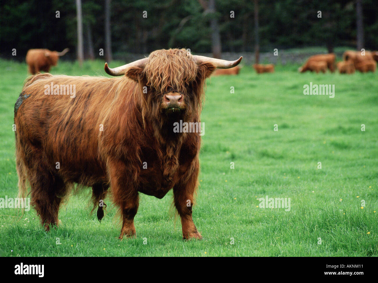 Hochlandrinder Stier Scotland UK Stockfoto