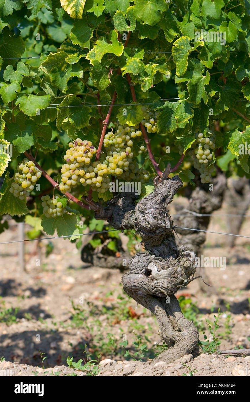 Edelfäule Botrytis Cinera auf Weinrebe in Sauternes Frankreich auf dem Grundstück des Chateau de Malle Stockfoto