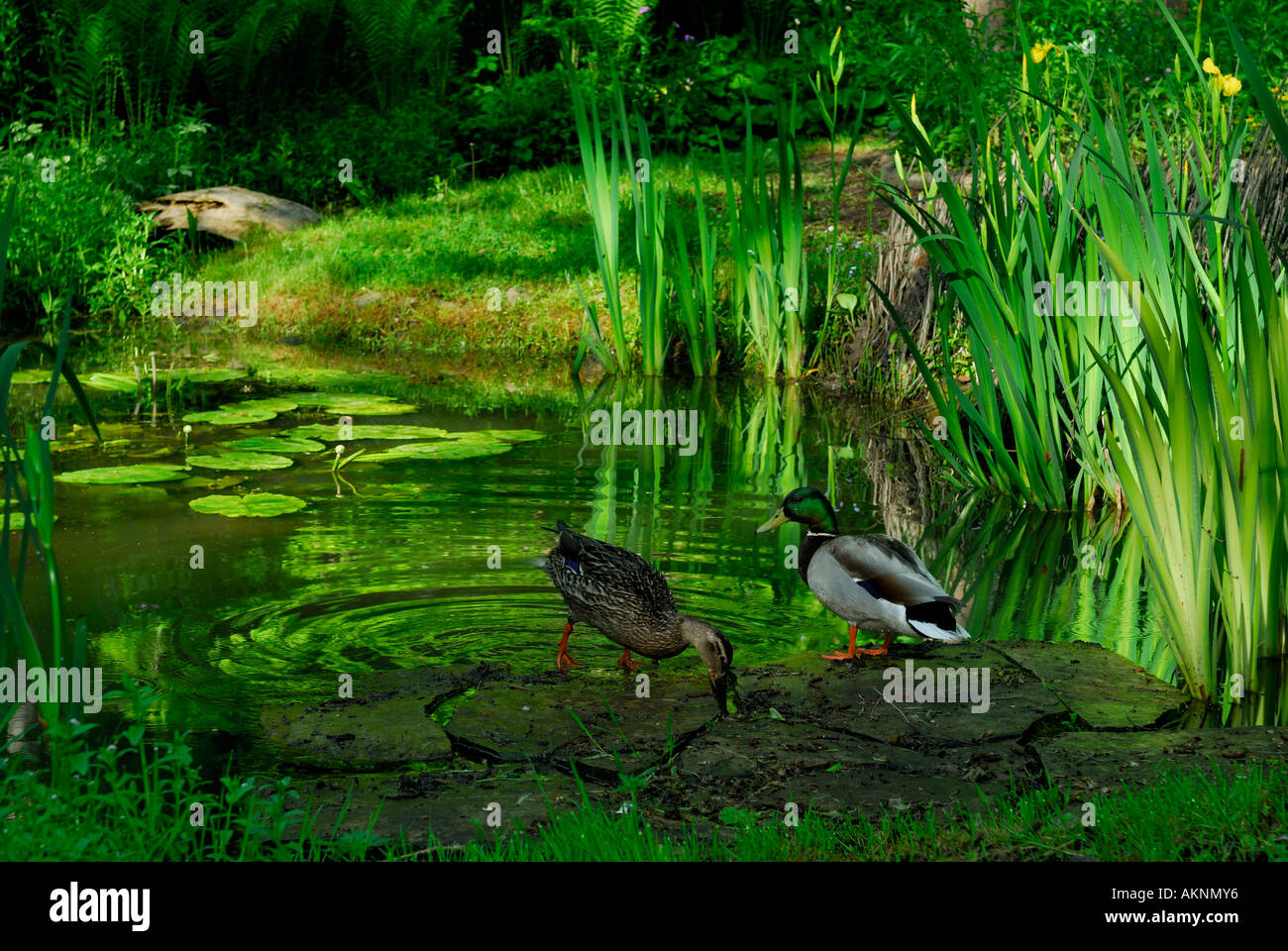 Männliche und weibliche Stockente Enten am Rande eines Teiches im Sommer Stockfoto