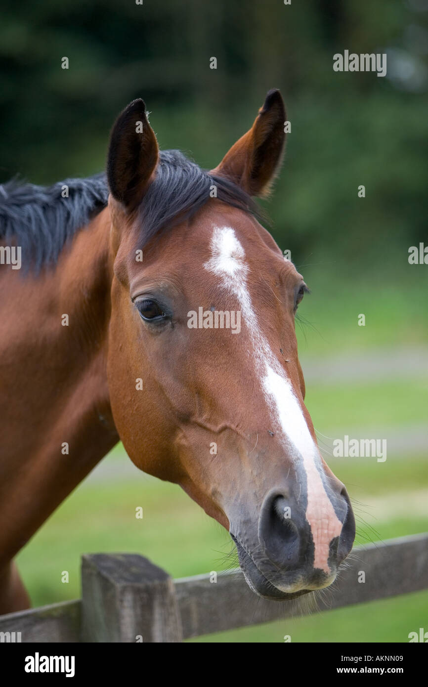 Niederländische Warmblut Pferd Oxfordshire-England Stockfoto