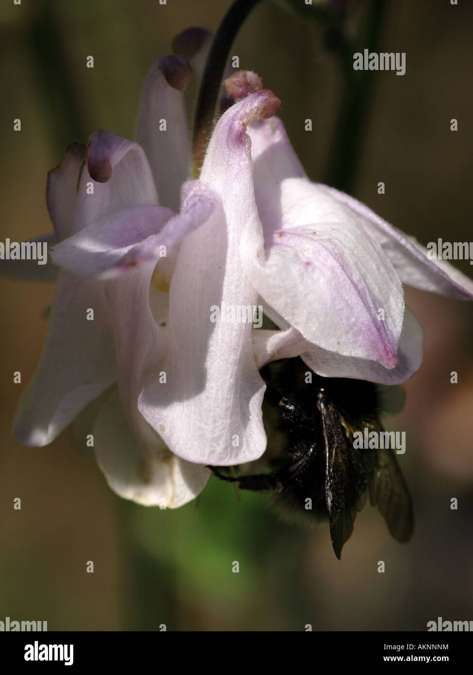 HUMMELN (Bombus hortorum) in AQUILEGIA (Aquilegia vulgaris) Stockfoto