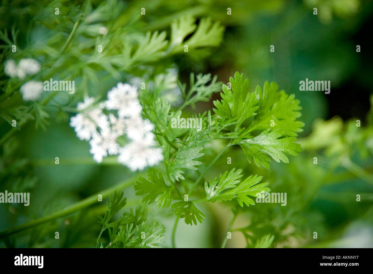 Koriander-Blumen und Samenköpfe Stockfoto