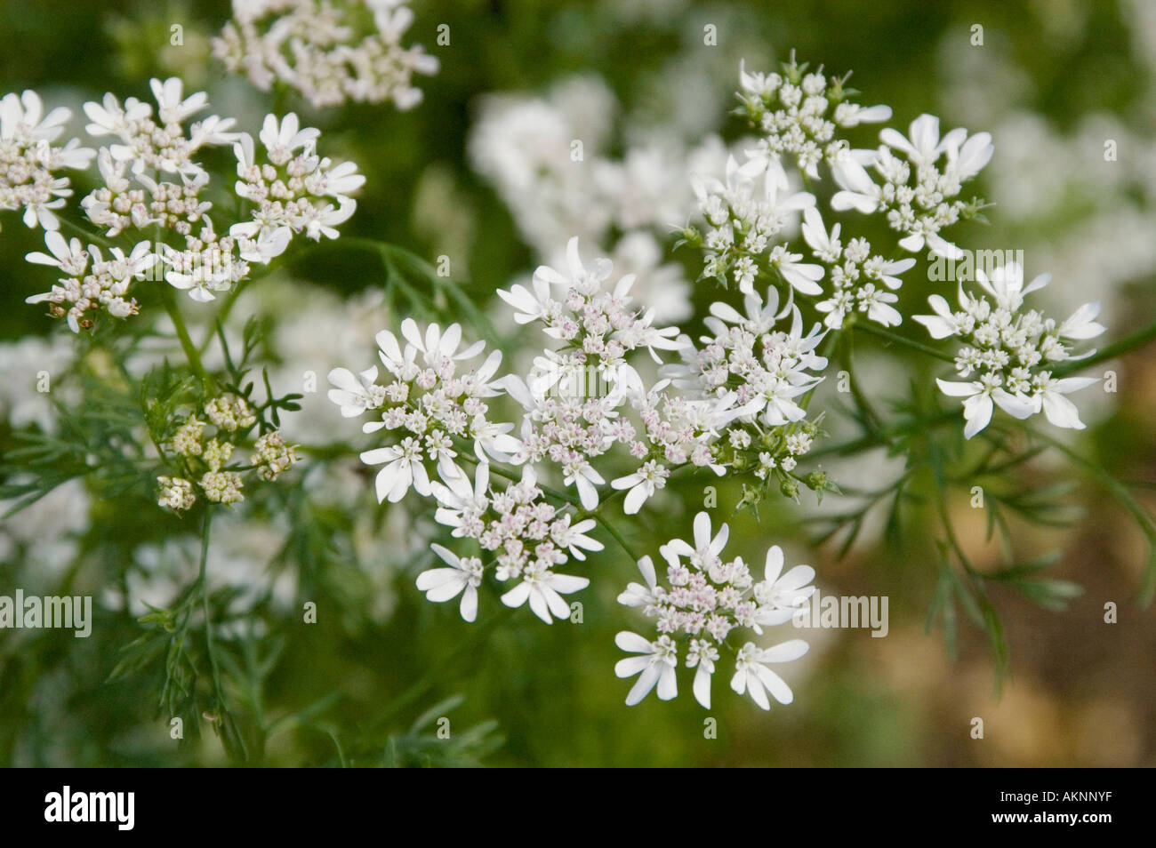 Koriander-Blumen Stockfoto