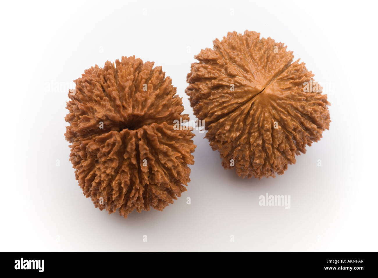 Ein Macrophotograph von Nüssen die Schwarznuss (Juglans Nigra). Macrophotographie de Deux Noix de Noyer Noir (Juglans Nigra). Stockfoto