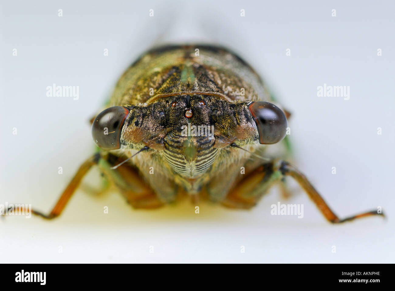 Nahaufnahme von Zikade Tibicen Pruinosa Gesicht mit Mund und Augen auf weißem Hintergrund Stockfoto