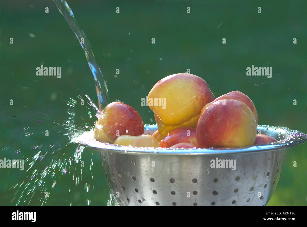 Pfirsiche im Sieb Schüssel mit Sprühwasser im freien gewaschen Stockfoto