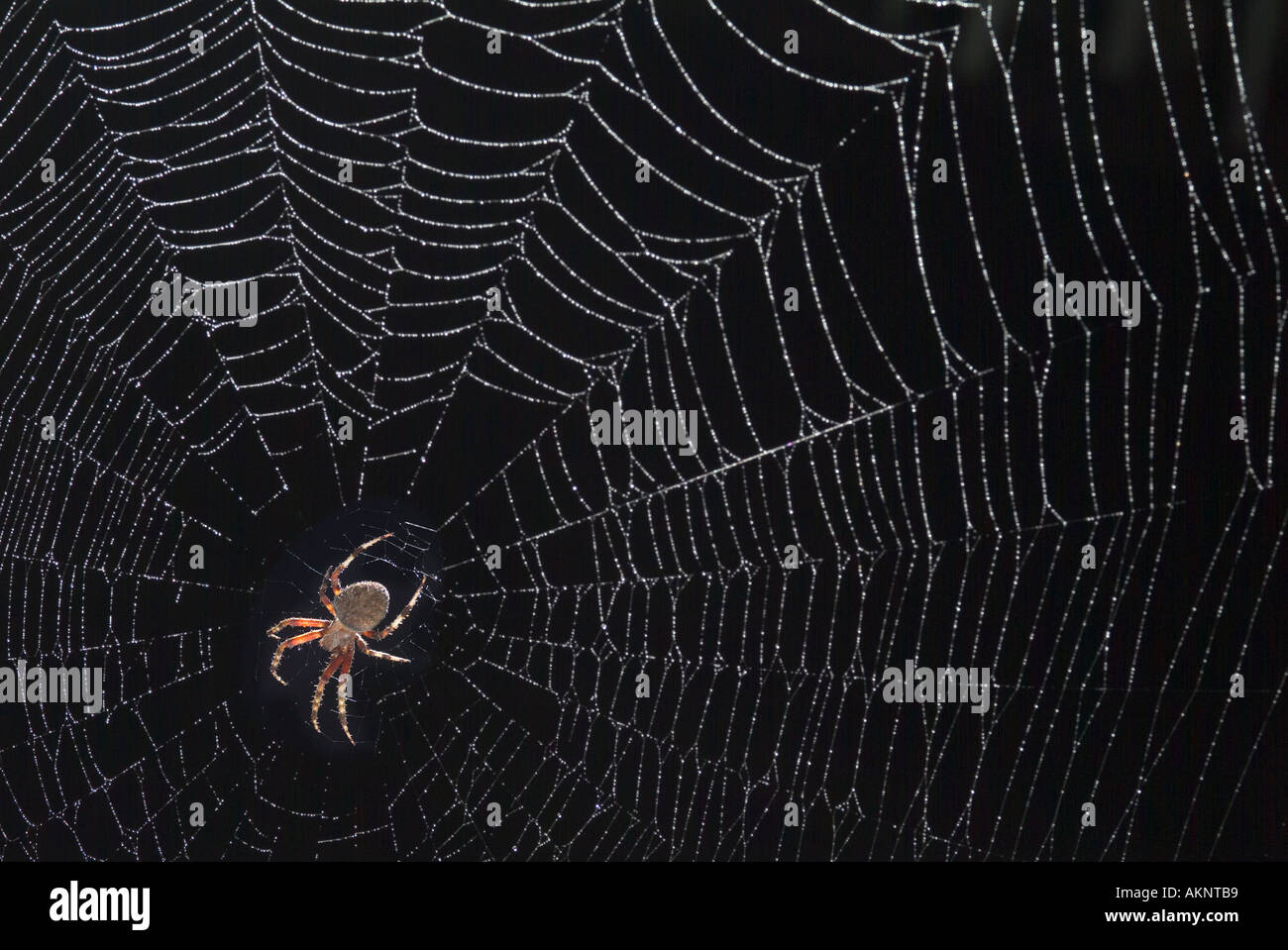 Spider Web Detail in der Nacht Stockfoto