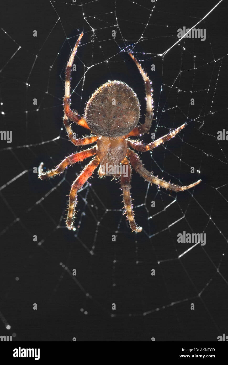 Spider Web Detail in der Nacht Stockfoto
