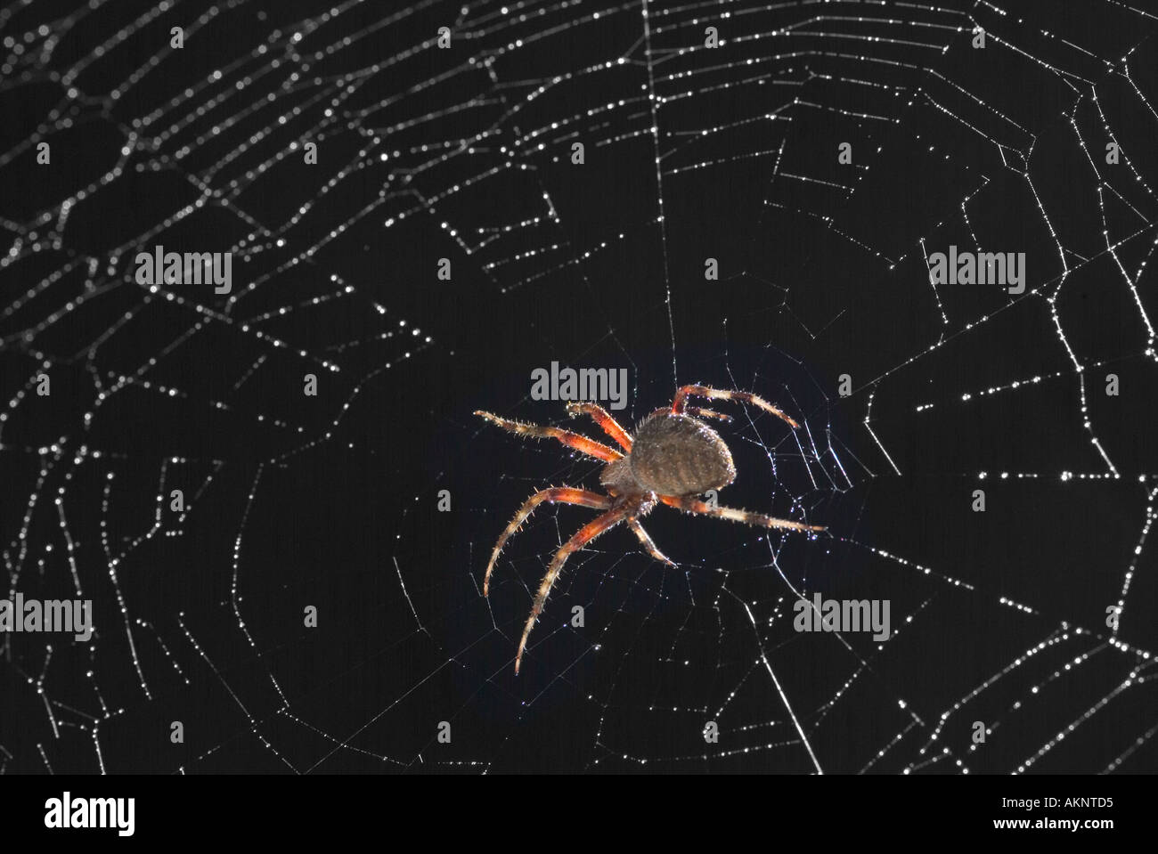 Spider Web Detail in der Nacht Stockfoto