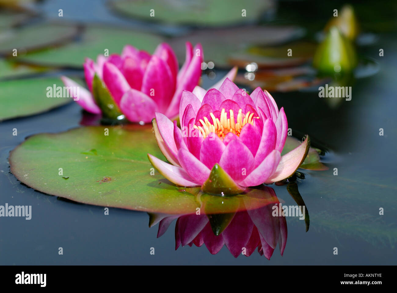 Nymphaeaceae Waterlily Seerosen Blumen und Knospen mit Reflexion in das Teichwasser Stockfoto