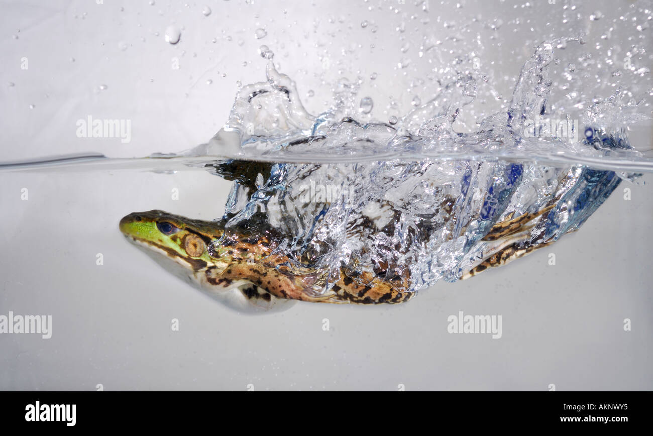 Grüner Frosch springen und Spritzwasser in Behälter mit Wasser mit weißem Hintergrund Stockfoto