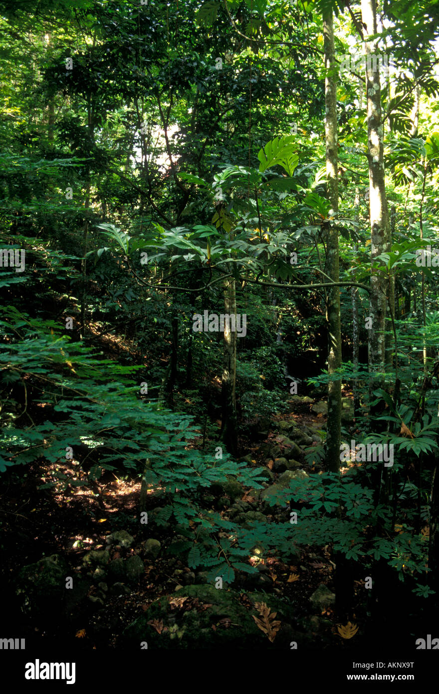 Hacienda Buena Vista, Conservation Trust, Ponce, Puerto Rico, West Indies Stockfoto