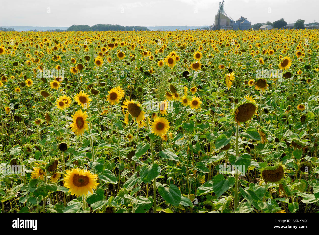 Feld-Hof der Hintergrundbeleuchtung Sonnenblumen mit Silos und Samen Aufzug Stockfoto