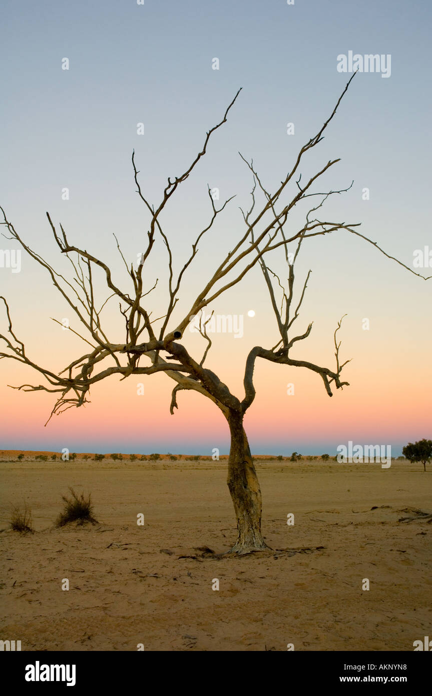 Sterbenden Baum bei Sonnenuntergang Stockfoto
