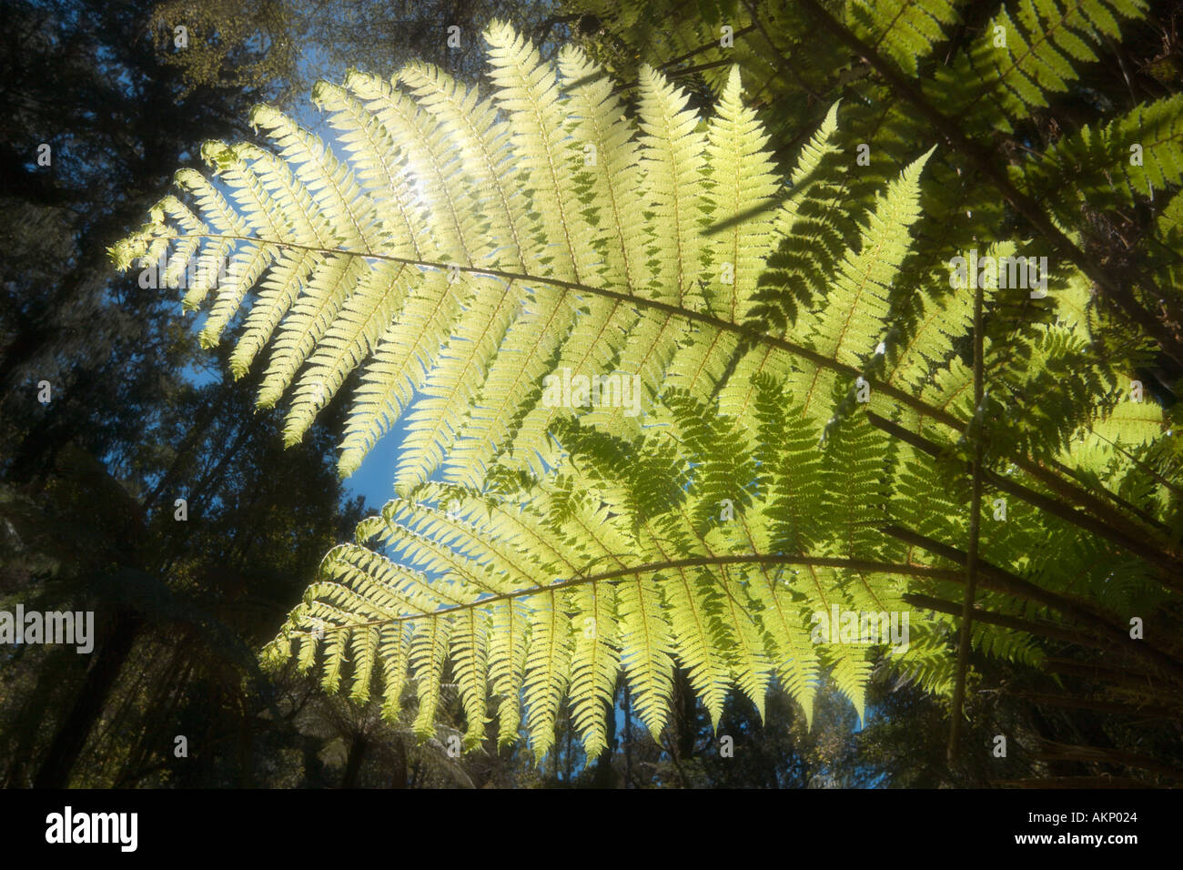 Soft-Fokus Nahaufnahme von einem Farn Blatt in einem Wald in der Nähe von Gillespies Beach, Südinsel, Neuseeland Stockfoto