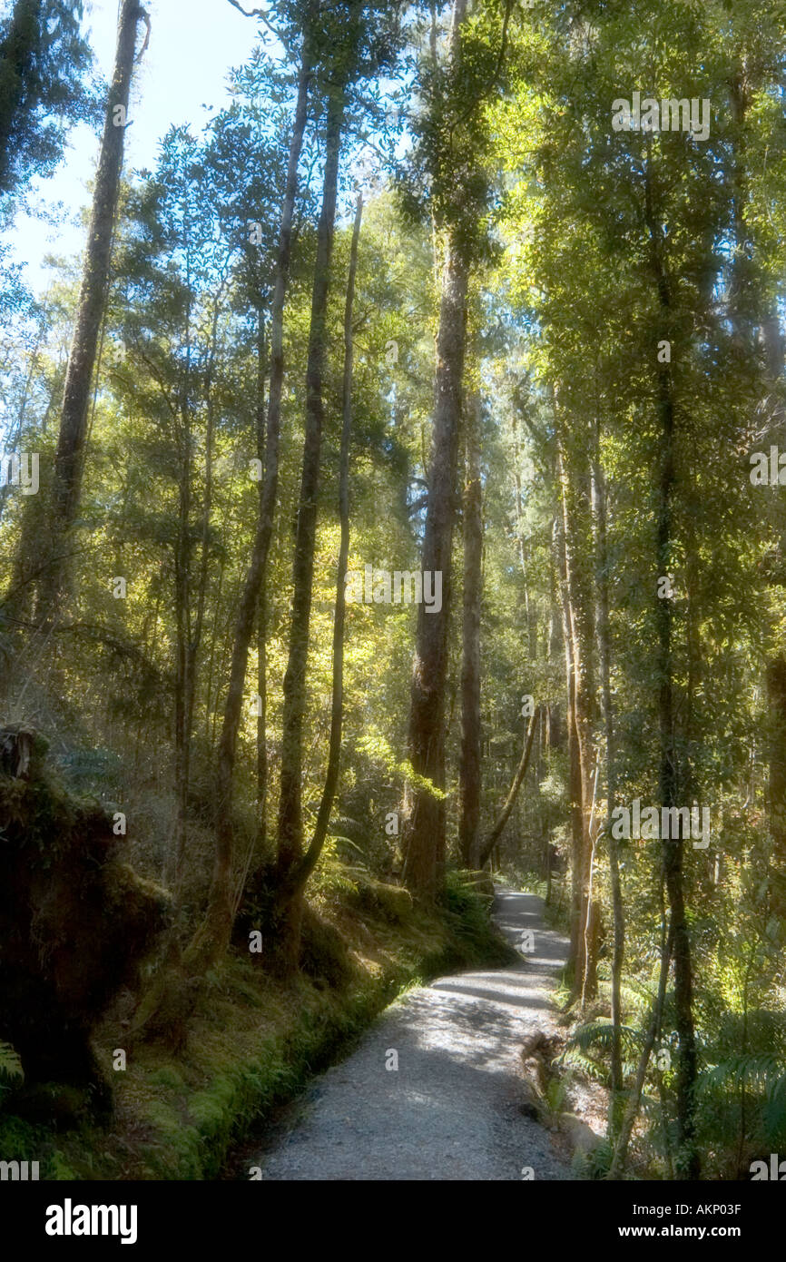 Soft Focus Schuss einen Pfad durch den Wald rund um Lake Matheson, in der Nähe von Fox Glacier, Südinsel, Neuseeland Stockfoto