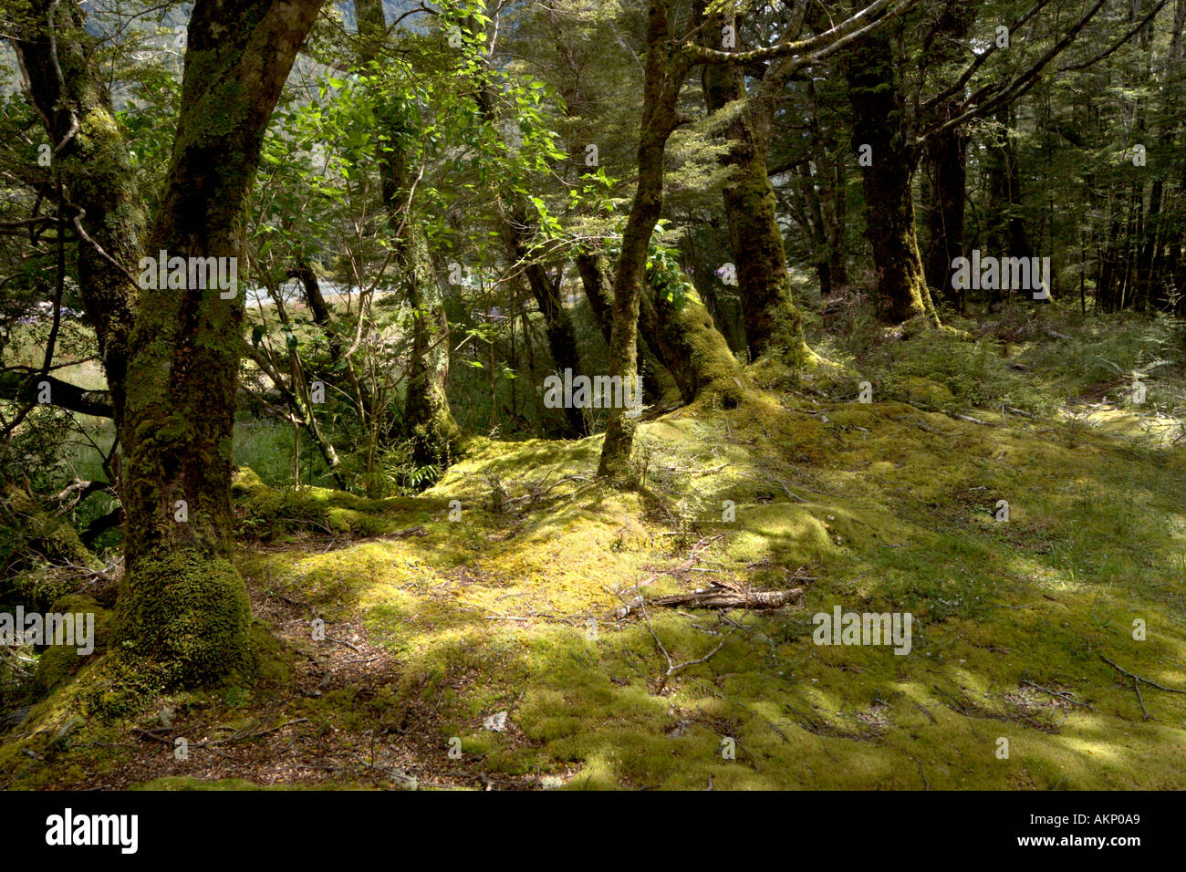 Schuss des moosigen Waldwiese aus Milford, Te Anau Road, Fiordland, Südinsel, Neuseeland Stockfoto