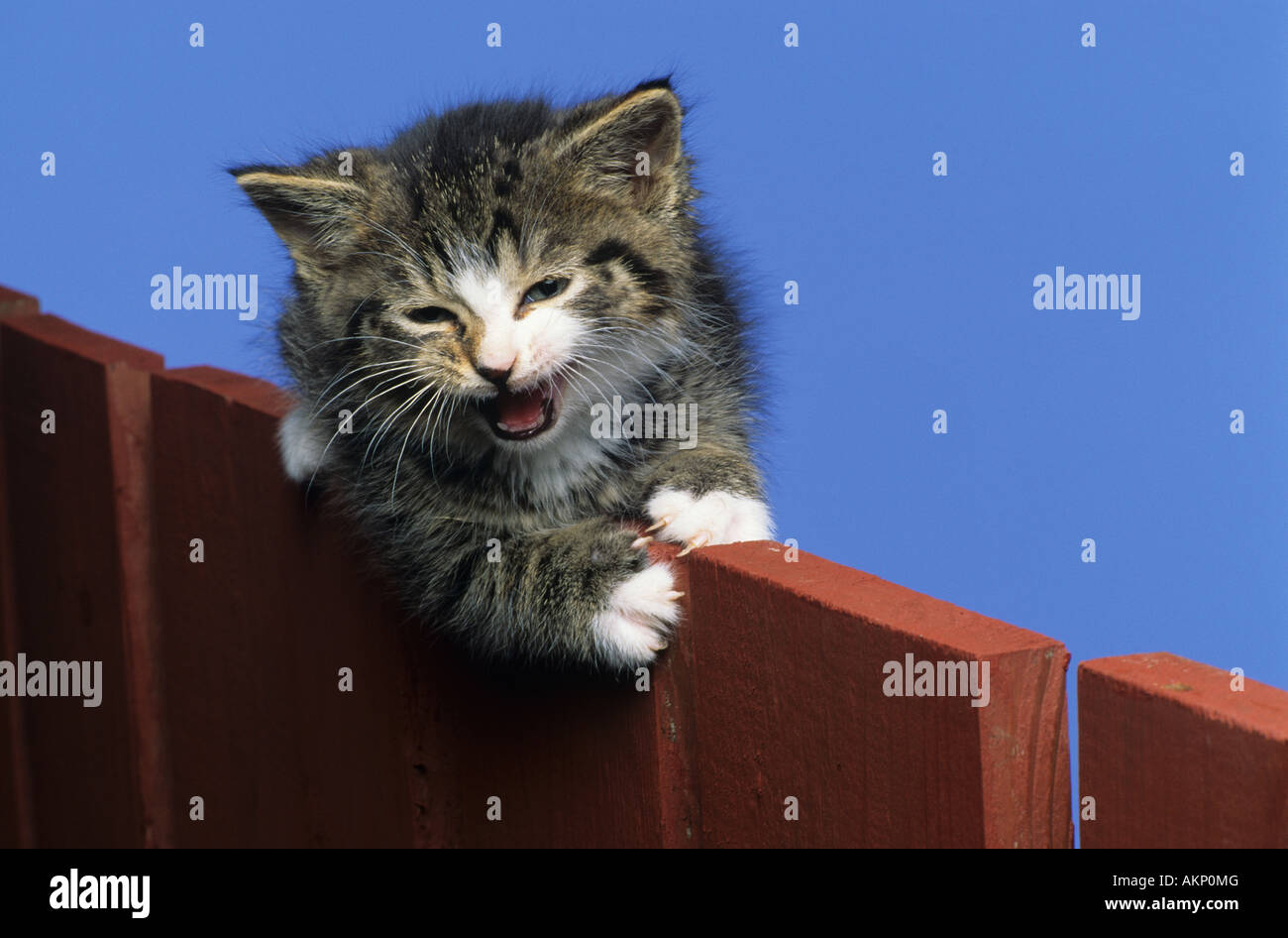 Tiger Kitten auf Zaun Stockfoto