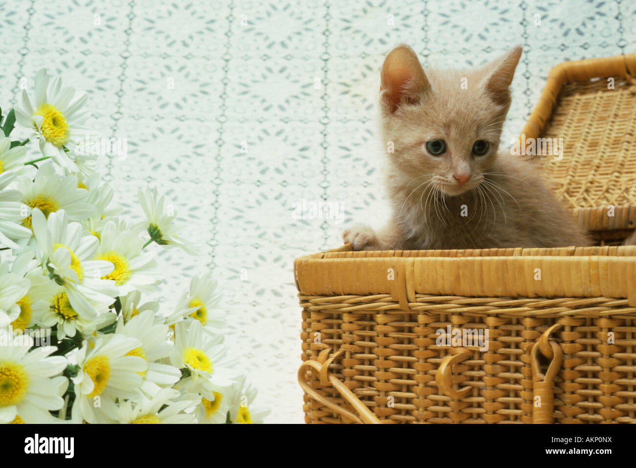 Tan Kätzchen im Korb Stockfoto