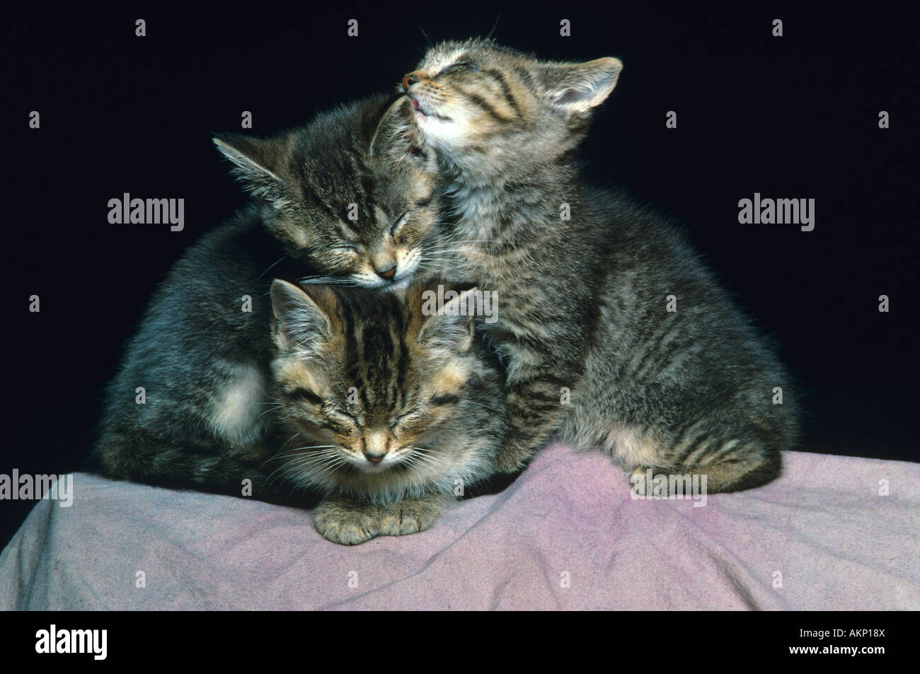 Drei schlafende Kätzchen Stockfoto