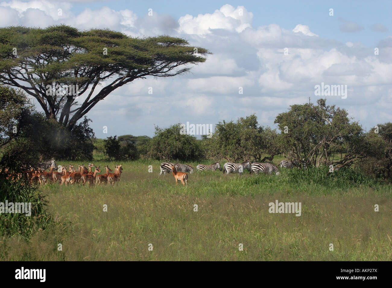 Gazellen und Zebras im Kimana Wildlife reserve Stockfoto