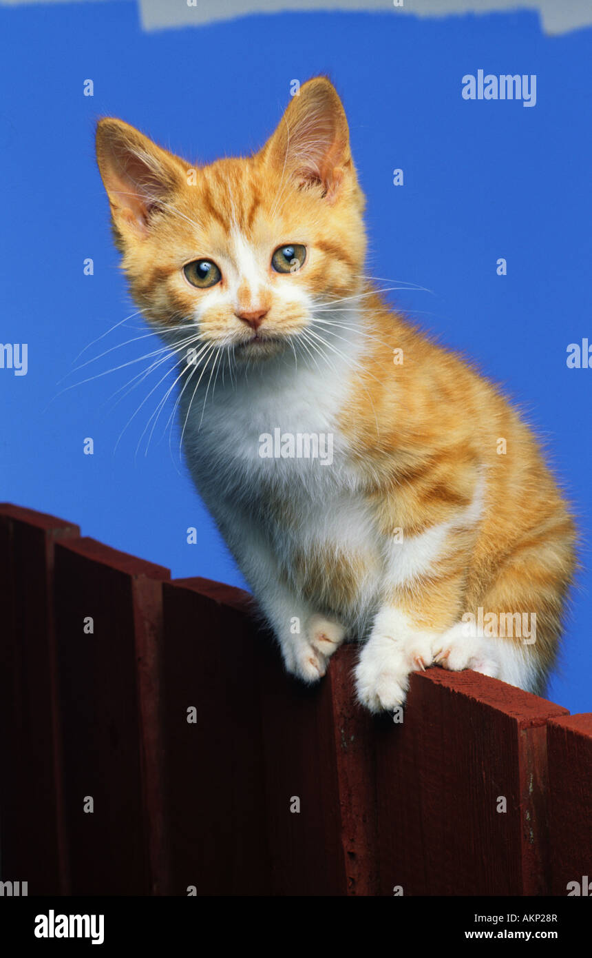 Orange Tabby Kitten auf Zaun Stockfoto