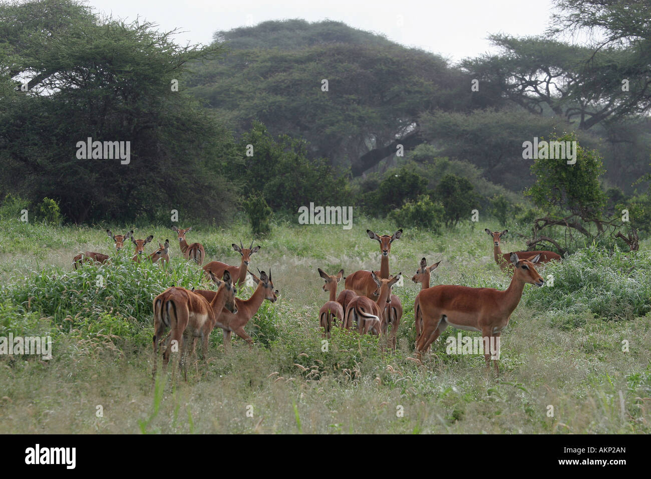 Gazellen im Kimana Wildlife reserve Stockfoto