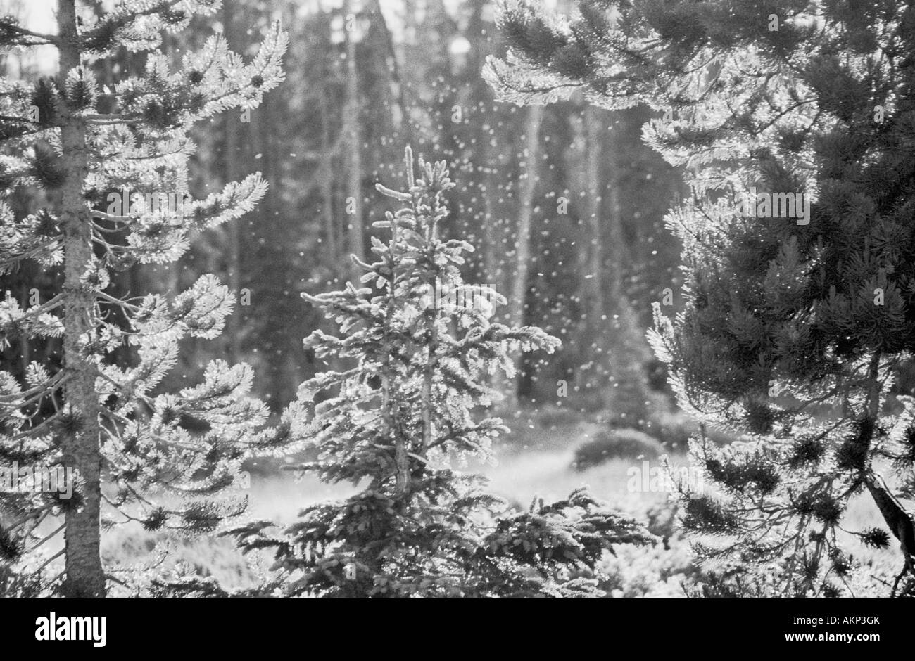 Ein Schwarm von Mücken Glühen in den Strahlen der untergehenden Sonne im Yellowstone-Nationalpark, Wyoming, USA. Stockfoto