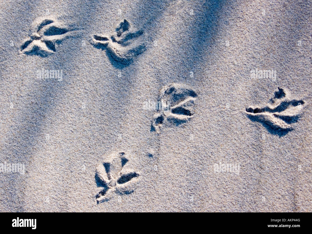 Vogel Fußspuren im Sand Nags Head Beach North Carolina USA 2007 Stockfoto