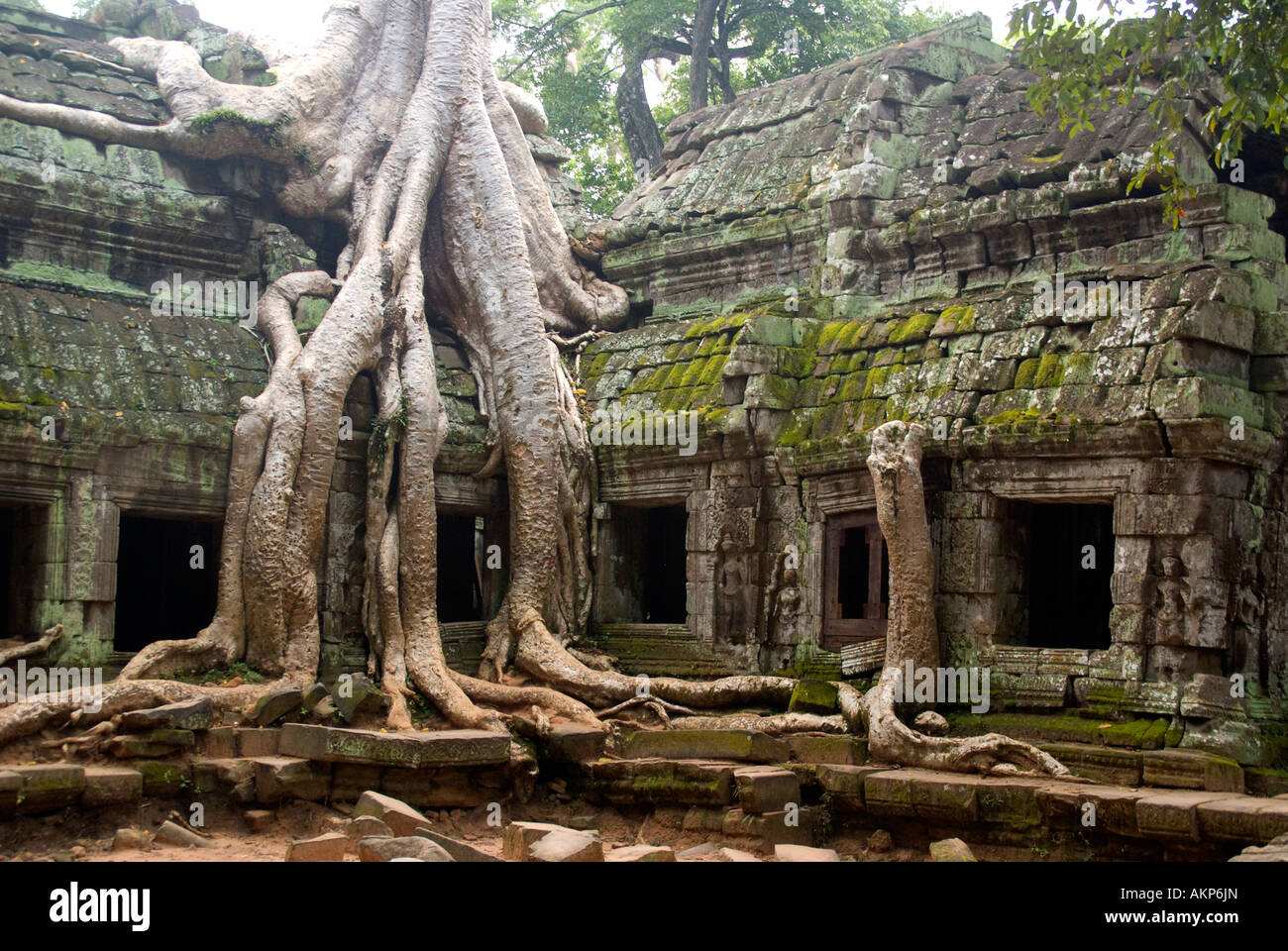 Ta Prohm Tempel Ruinen mit Feigenbaum Wurzeln wachsen an Wand Stockfoto