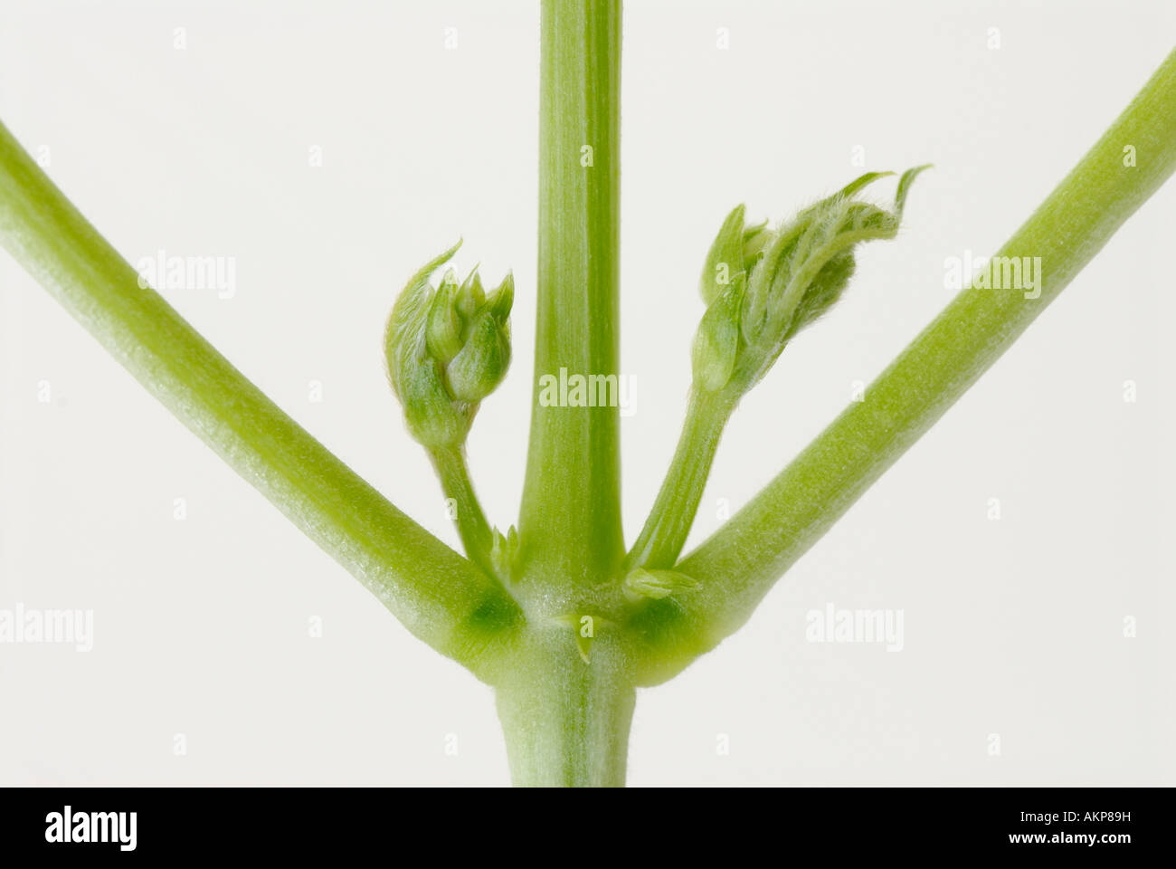 Seitliche oder axilläre Knospen und Stiele in einer Anlage Stockfoto