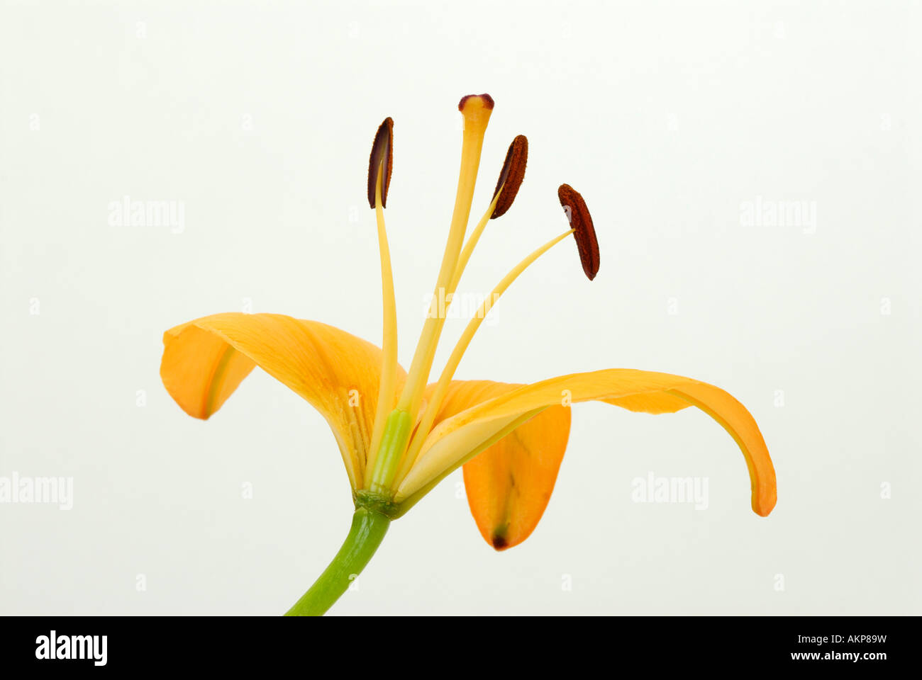 Querschnitt der Blume zeigt Eierstock, Fruchtblatt, Staubblätter und anderen reproduktiven Strukturen teilen Stockfoto