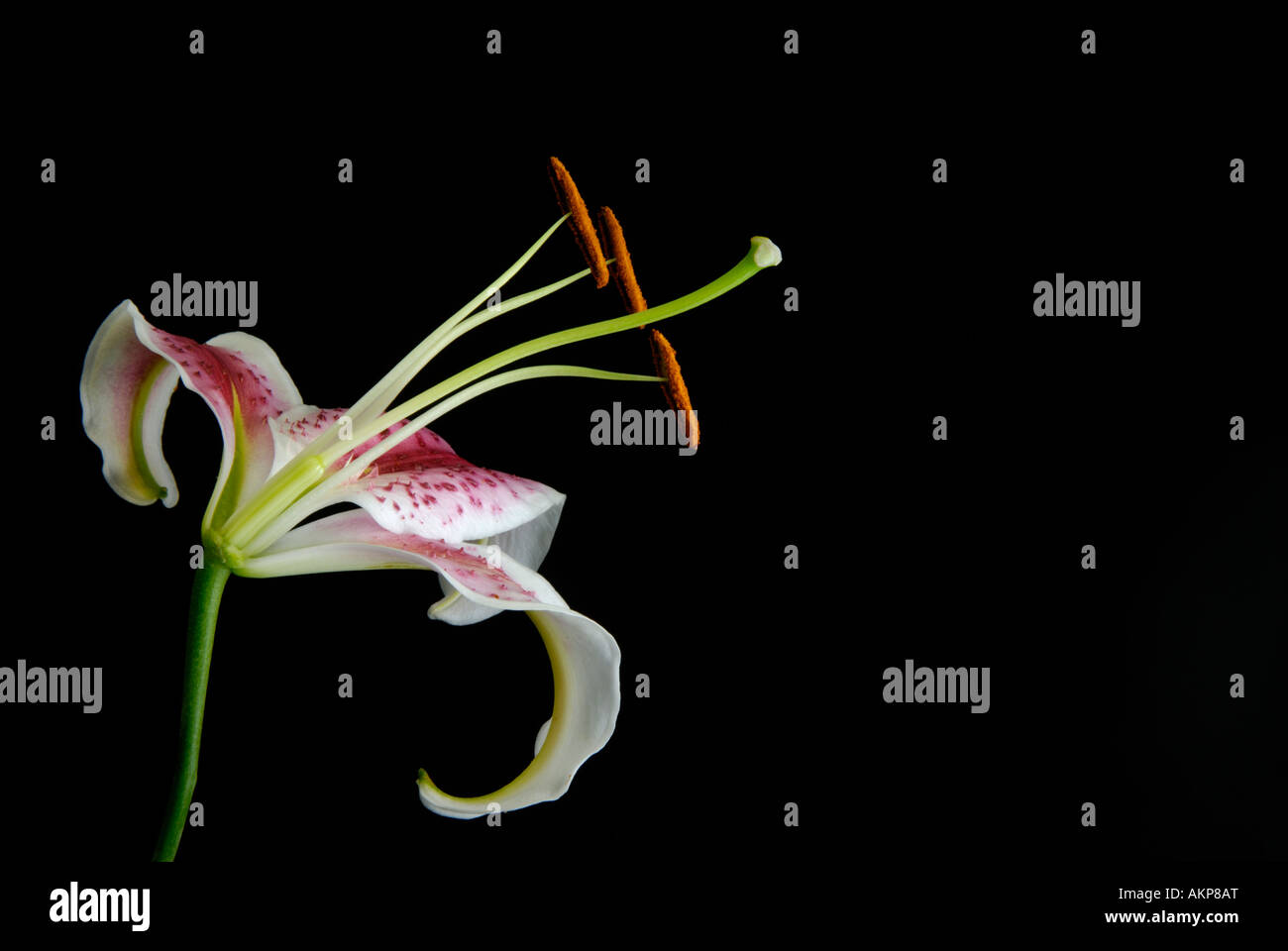 Querschnitt der Blume zeigt Eierstock, Fruchtblatt, Staubblätter und anderen reproduktiven Strukturen teilen Stockfoto