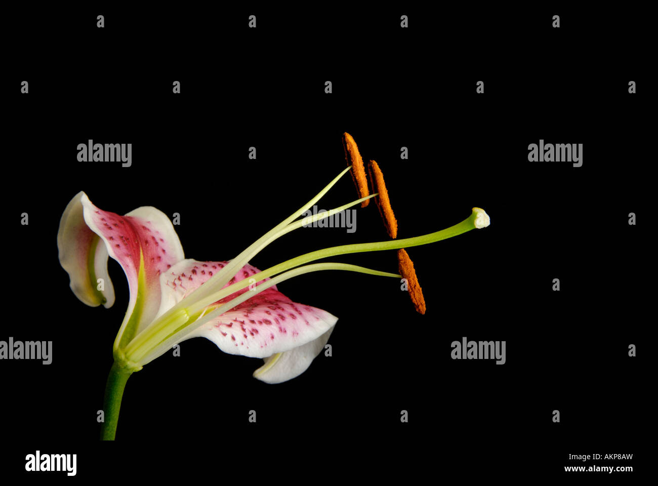 Querschnitt der Blume zeigt Eierstock, Fruchtblatt, Staubblätter und anderen reproduktiven Strukturen teilen Stockfoto