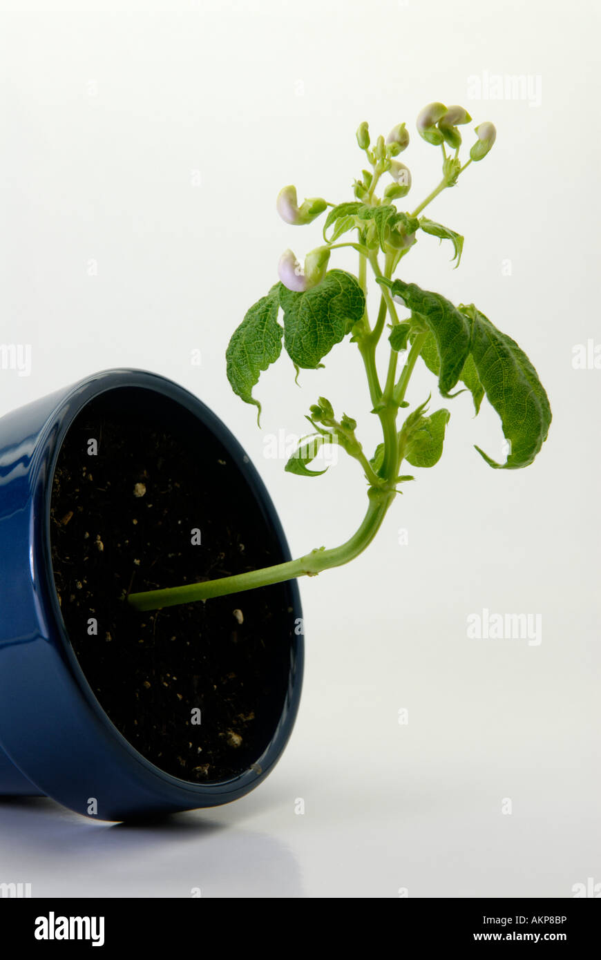 Negativer Gravitropismus Stockfotos und bilder Kaufen Alamy