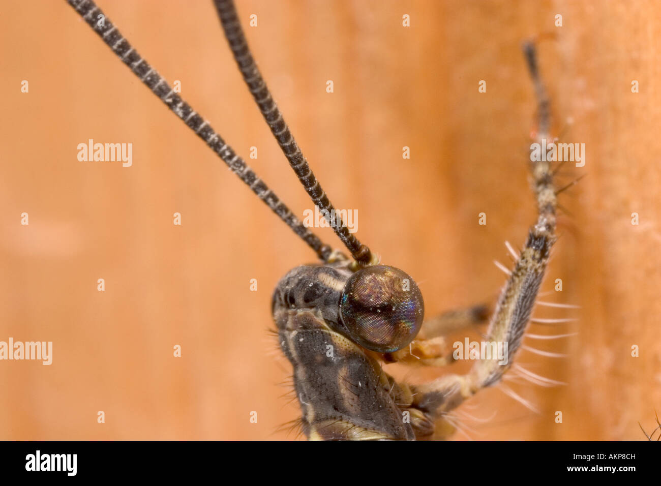 Ein nicht identifizierter Insekt mit entwickelt bemerkenswert Facettenaugen. Dies ist auf dem Sensor Makro bei ca. 3 X oder 4 X Lebensgröße erschossen. Stockfoto