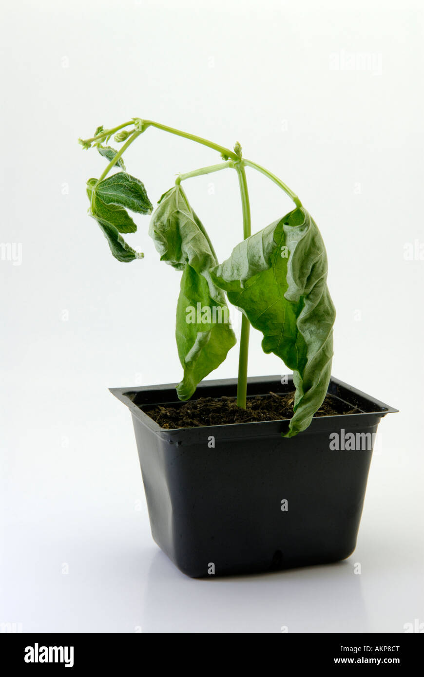 Pflanzen Sie welken, sterben vor Austrocknung dehydriert Stockfotografie -  Alamy