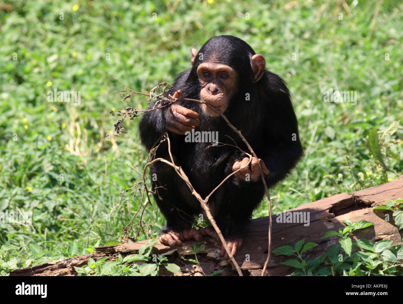 Junger Schimpanse, Pan troglodytes Stockfoto