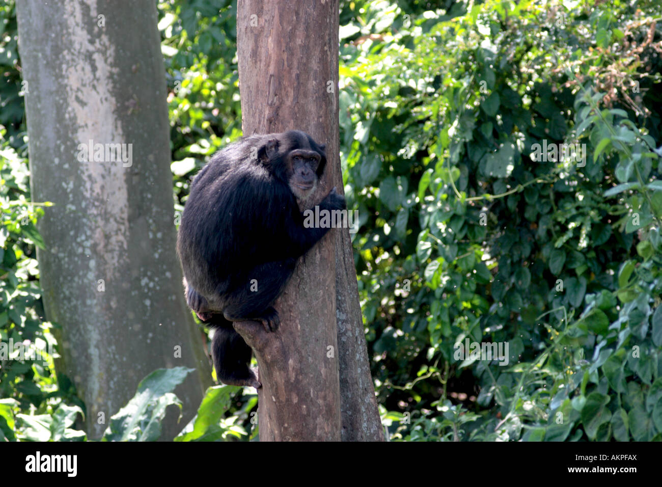 Schimpansen in Tress, Pan troglodytes Stockfoto